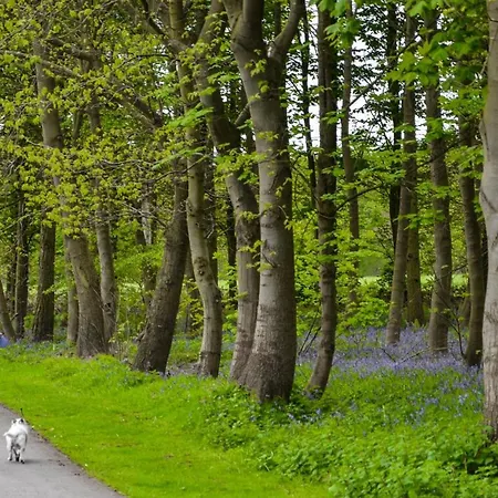 Hollicarrs - Cherry Blossom