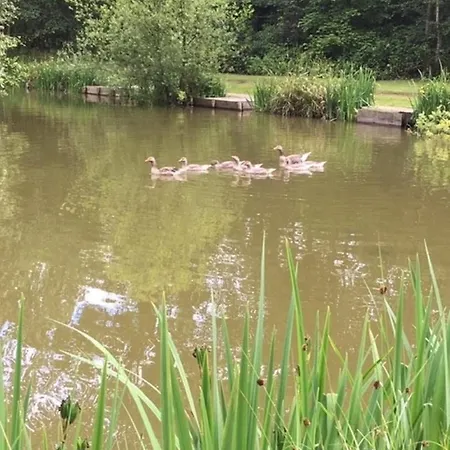 Hollicarrs - Cherry Blossom