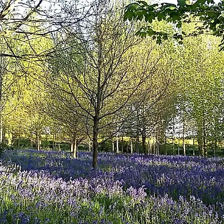 Hollicarrs - Cherry Blossom * Riccall